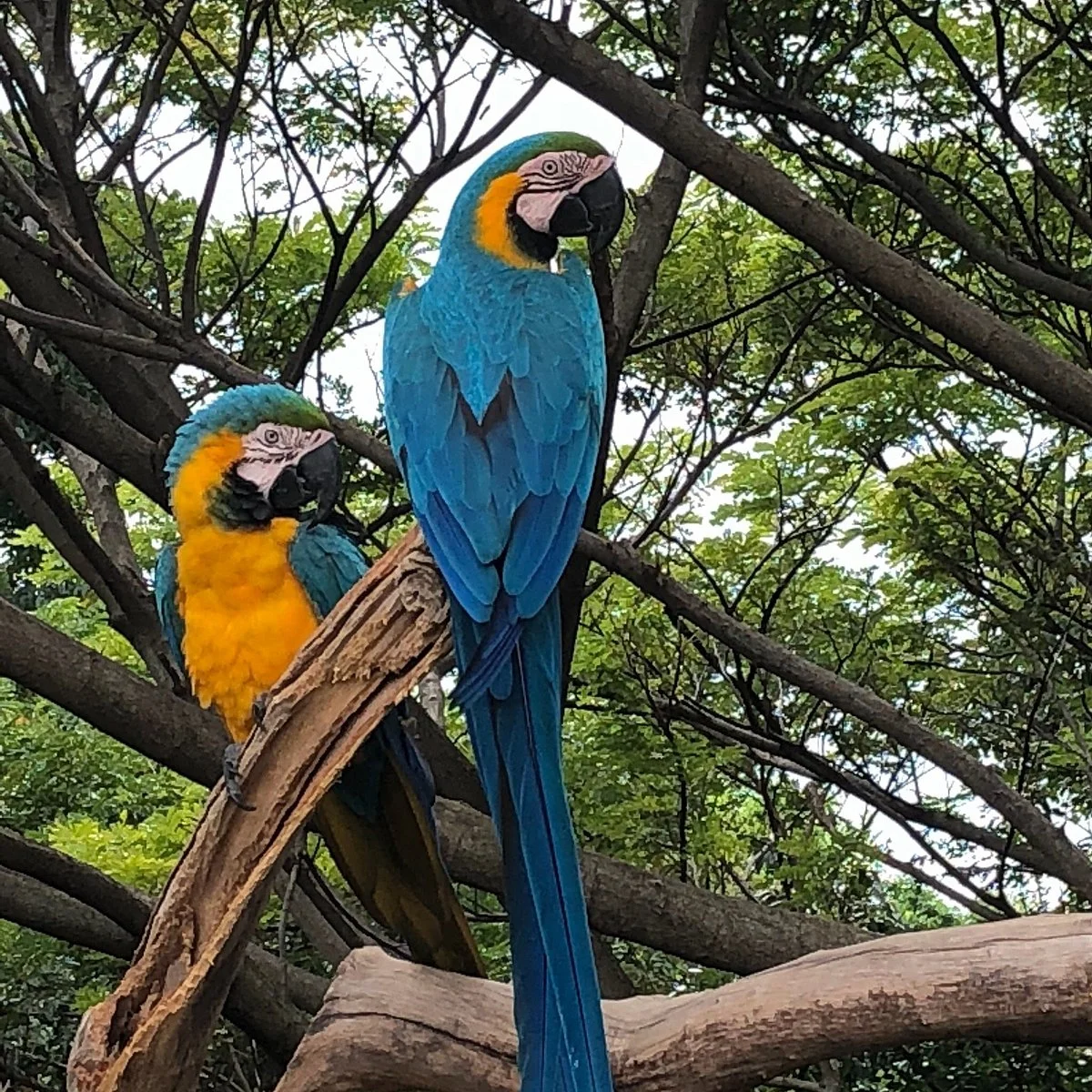 Jamaica Zoo