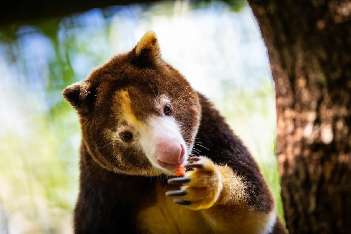 Santa Fe College Teaching Zoo