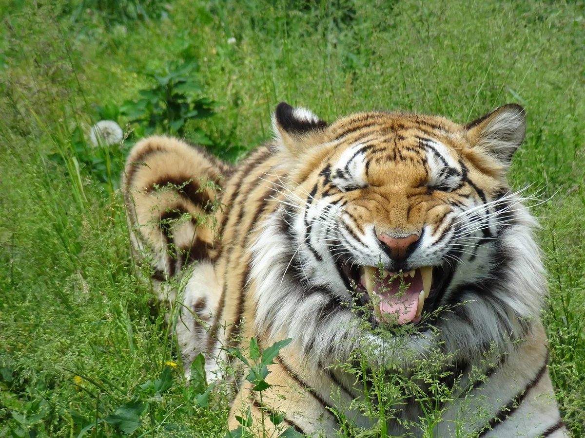 Wisconsin Big Cat Rescue