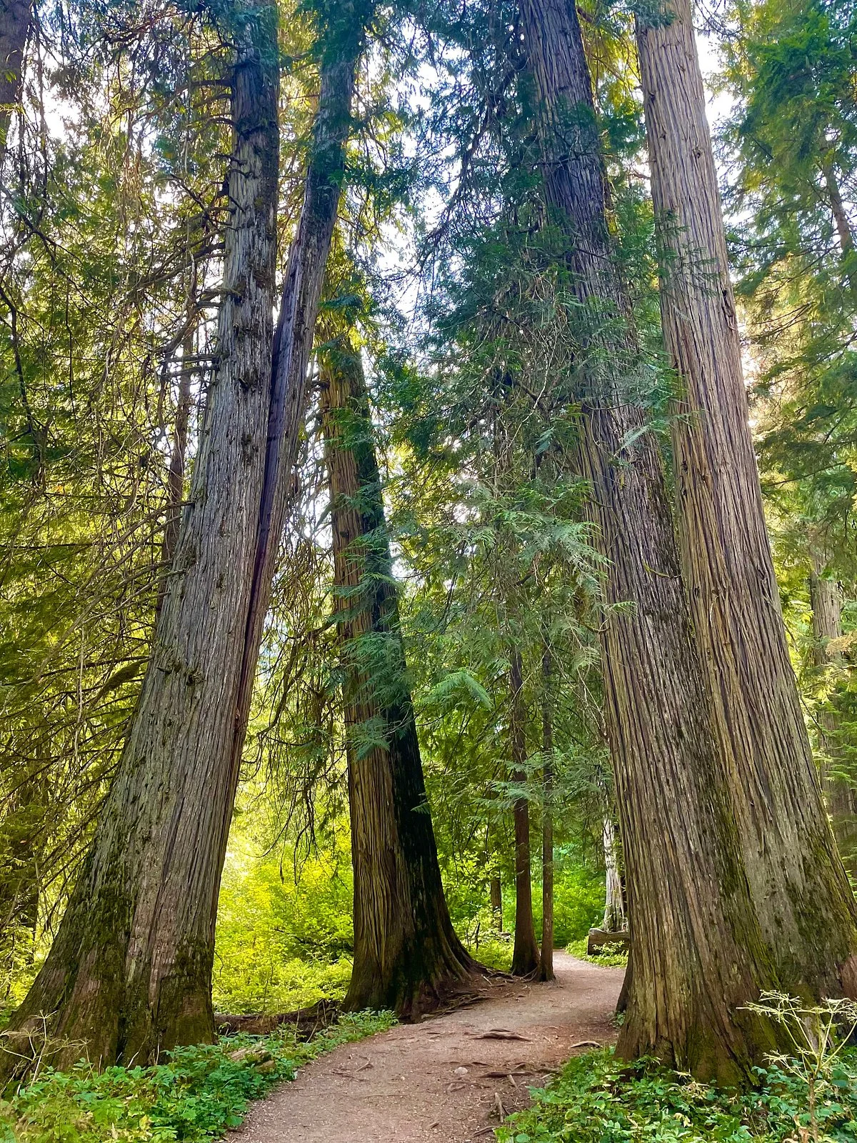 Ross Creek Cedar Grove Scenic Area