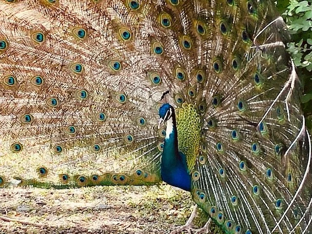 Living Treasures Animal Park