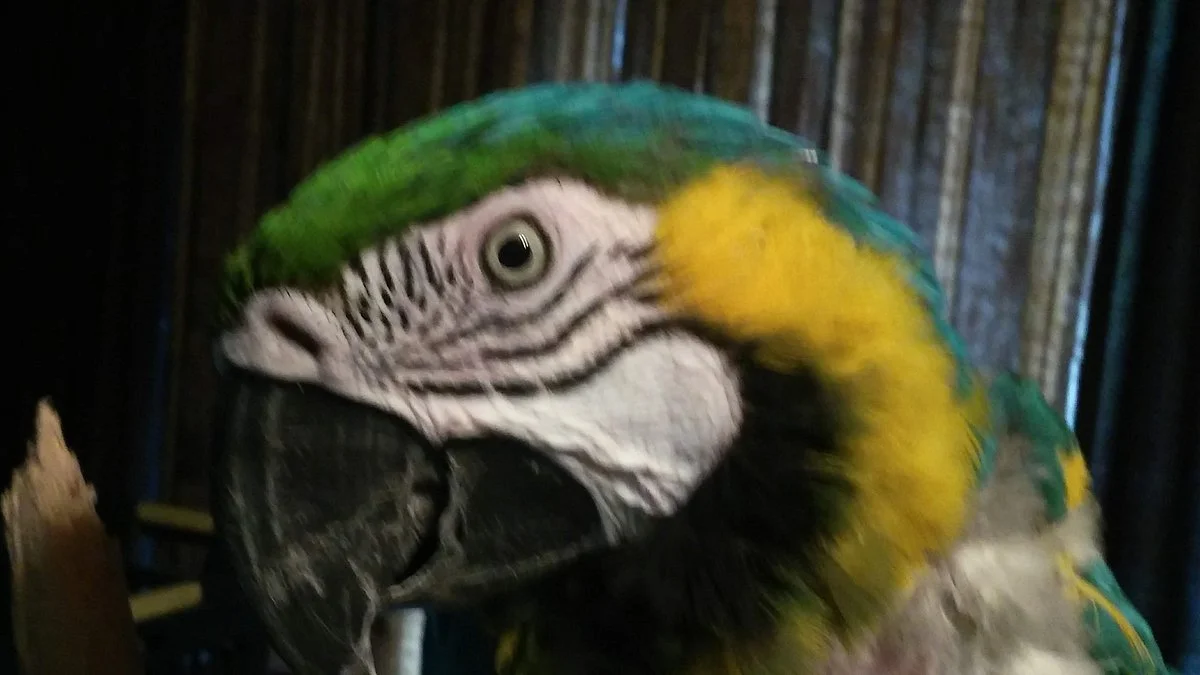 Elmira's Wildlife Sanctuary