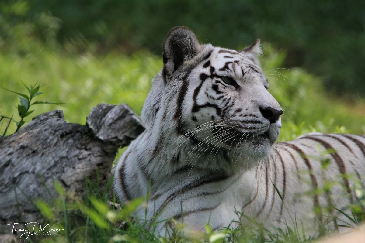 York's Wild Kingdom Zoo and Fun Park