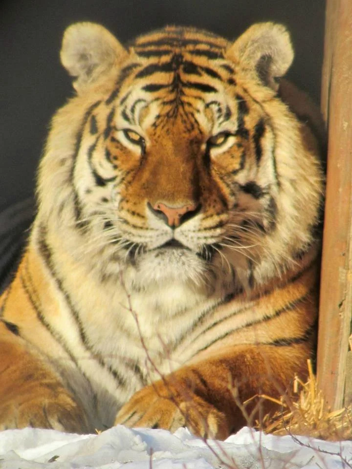 Exotic Feline Rescue Center