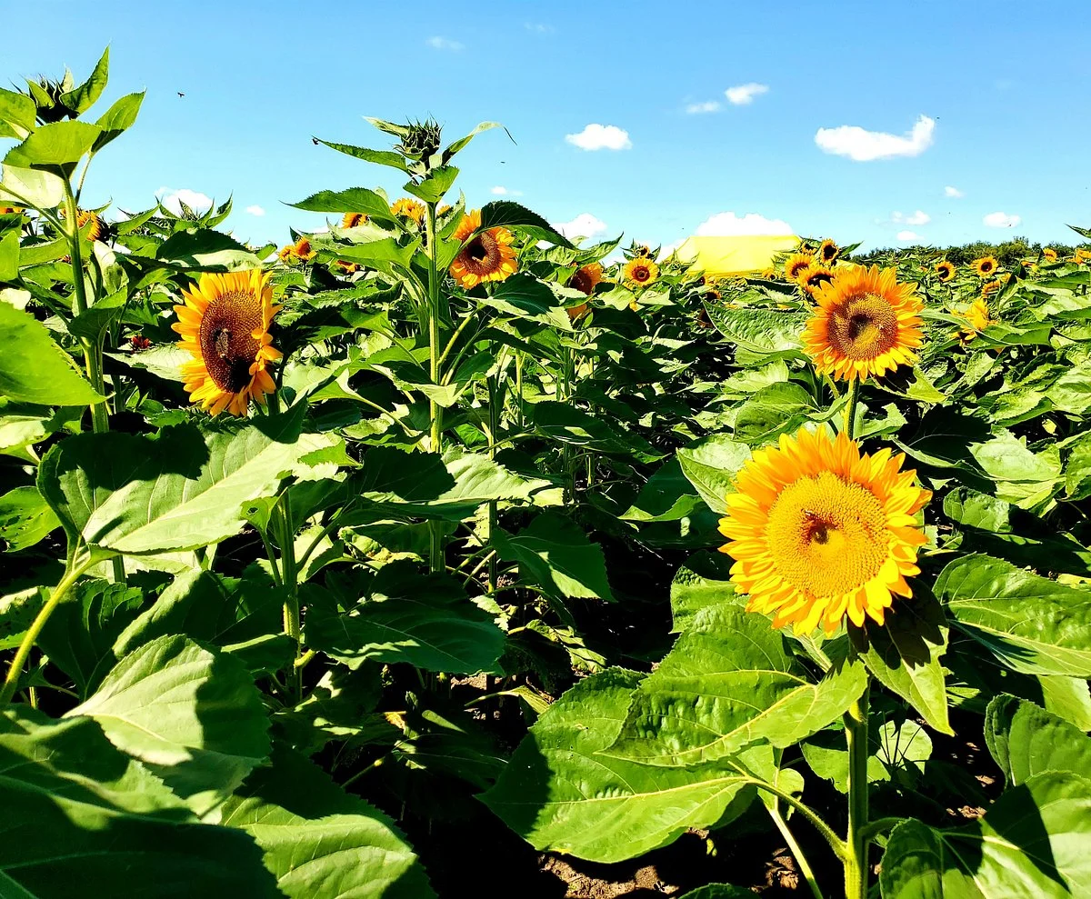 Kuipers Family Farm