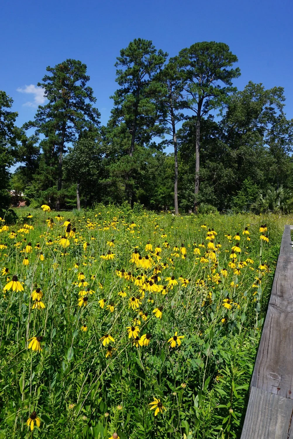 Piney Woods Native Plant Center