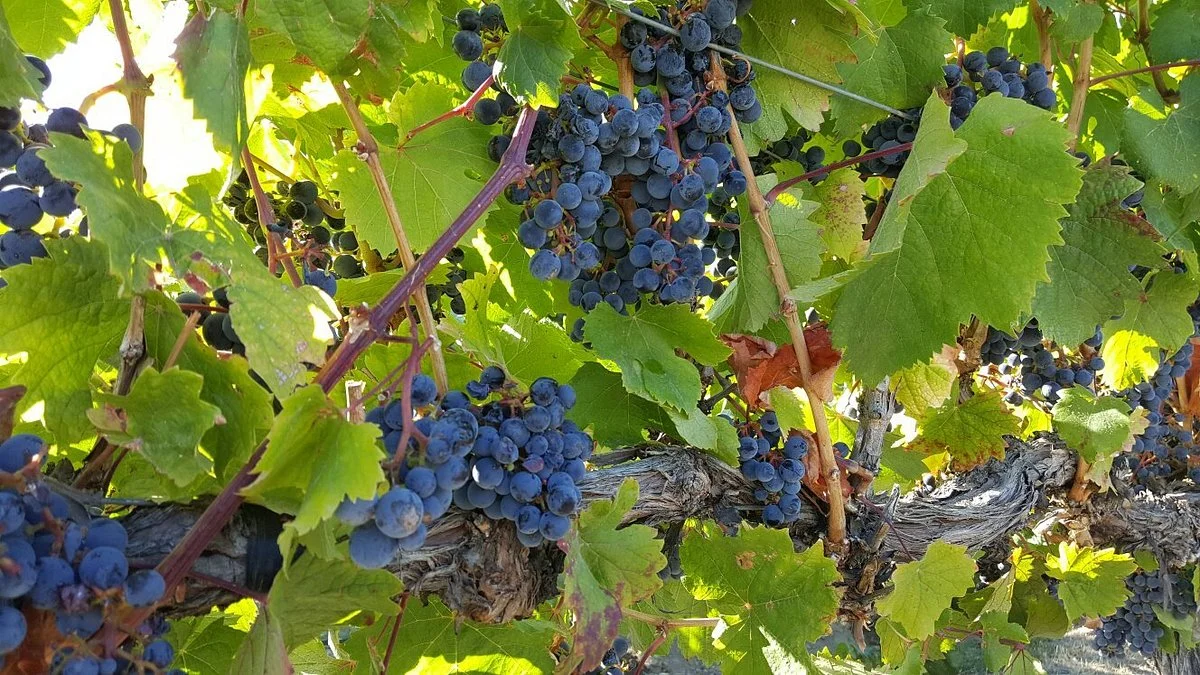 Goose Ridge Winery