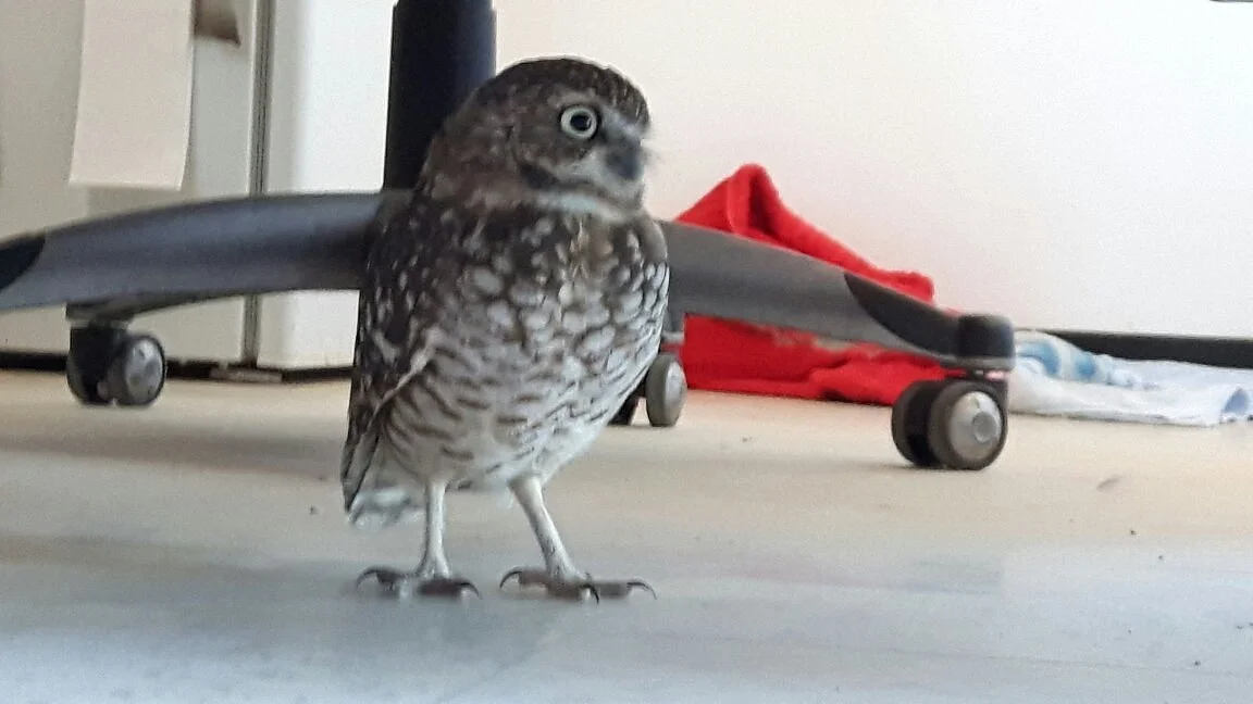 Saskatchewan Burrowing Owl Interpretive Centre