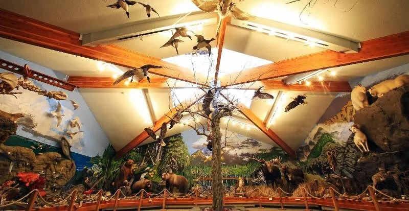 American Bald Eagle Foundation