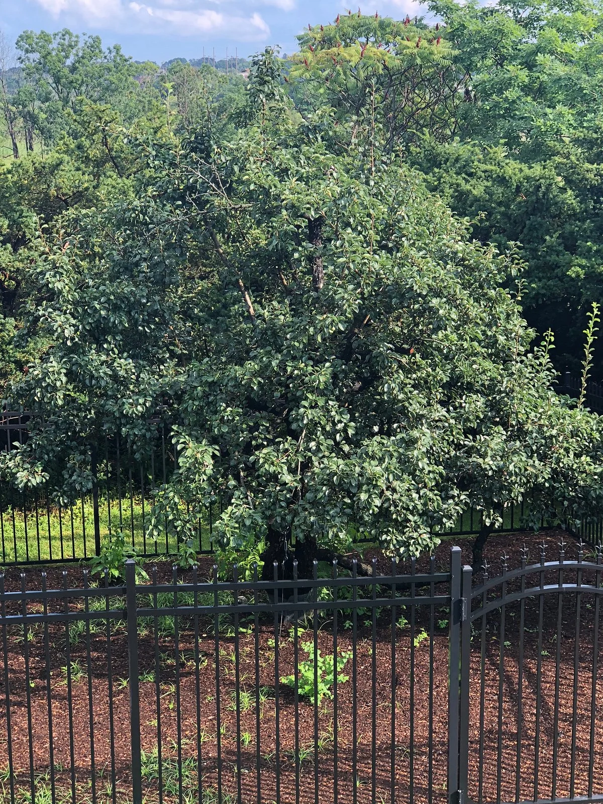 Endicott Pear Tree