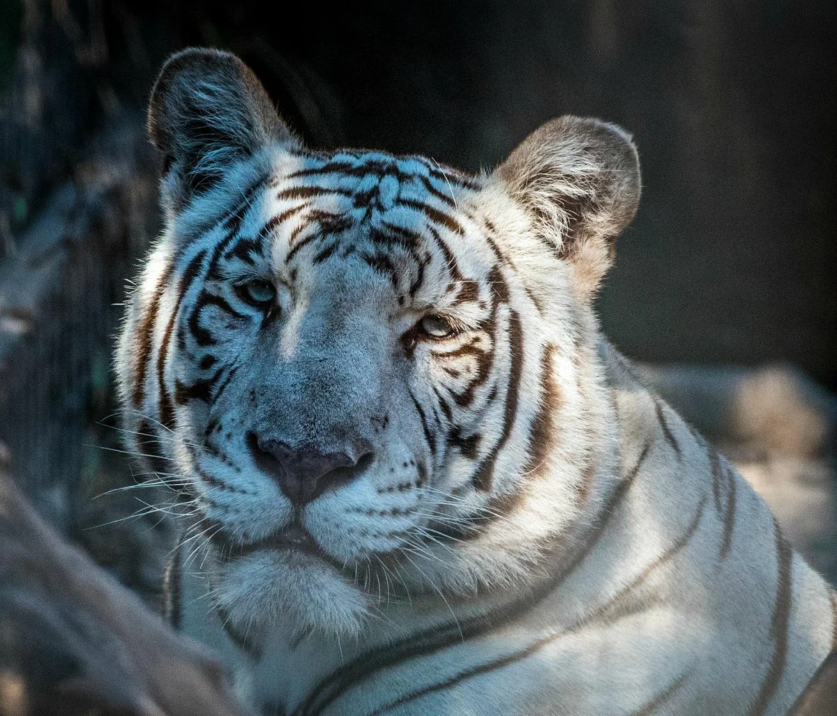Capital of Texas Zoo