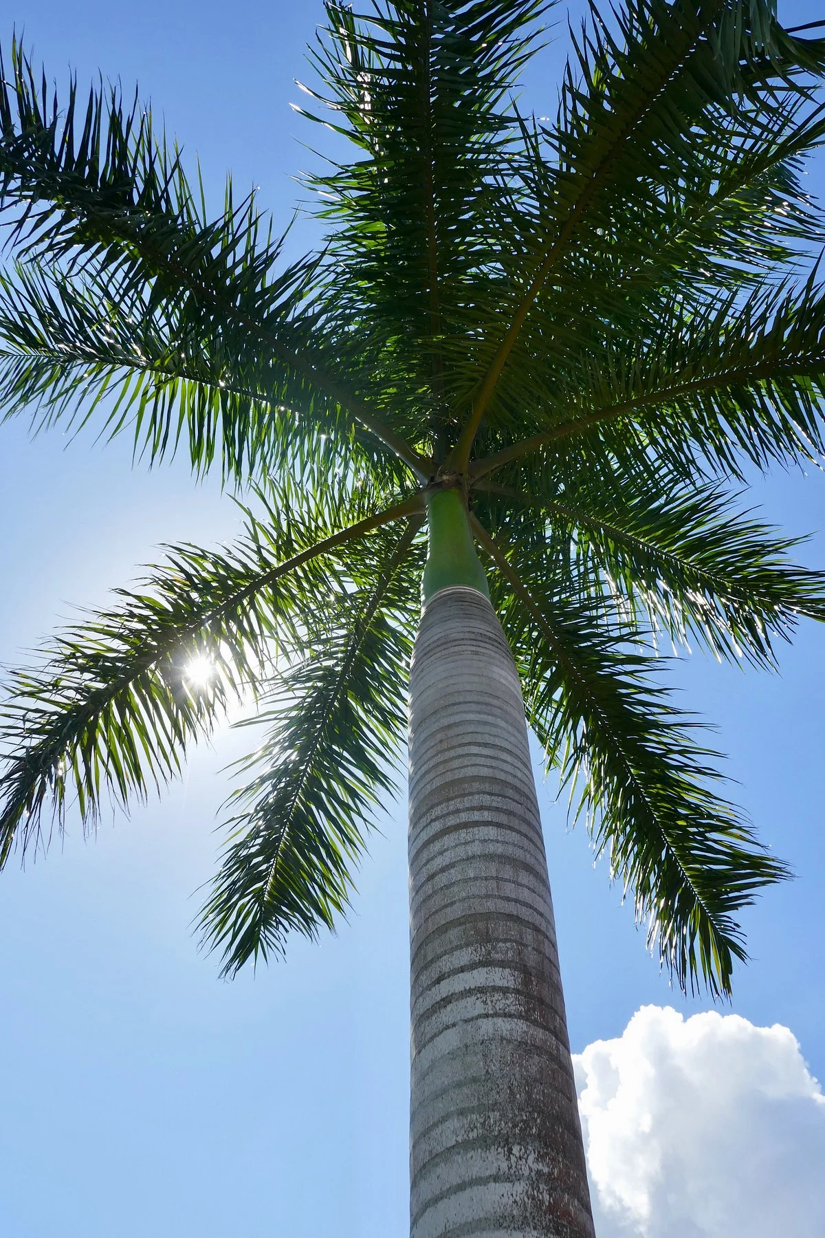 Jardin Botanico de Holguin