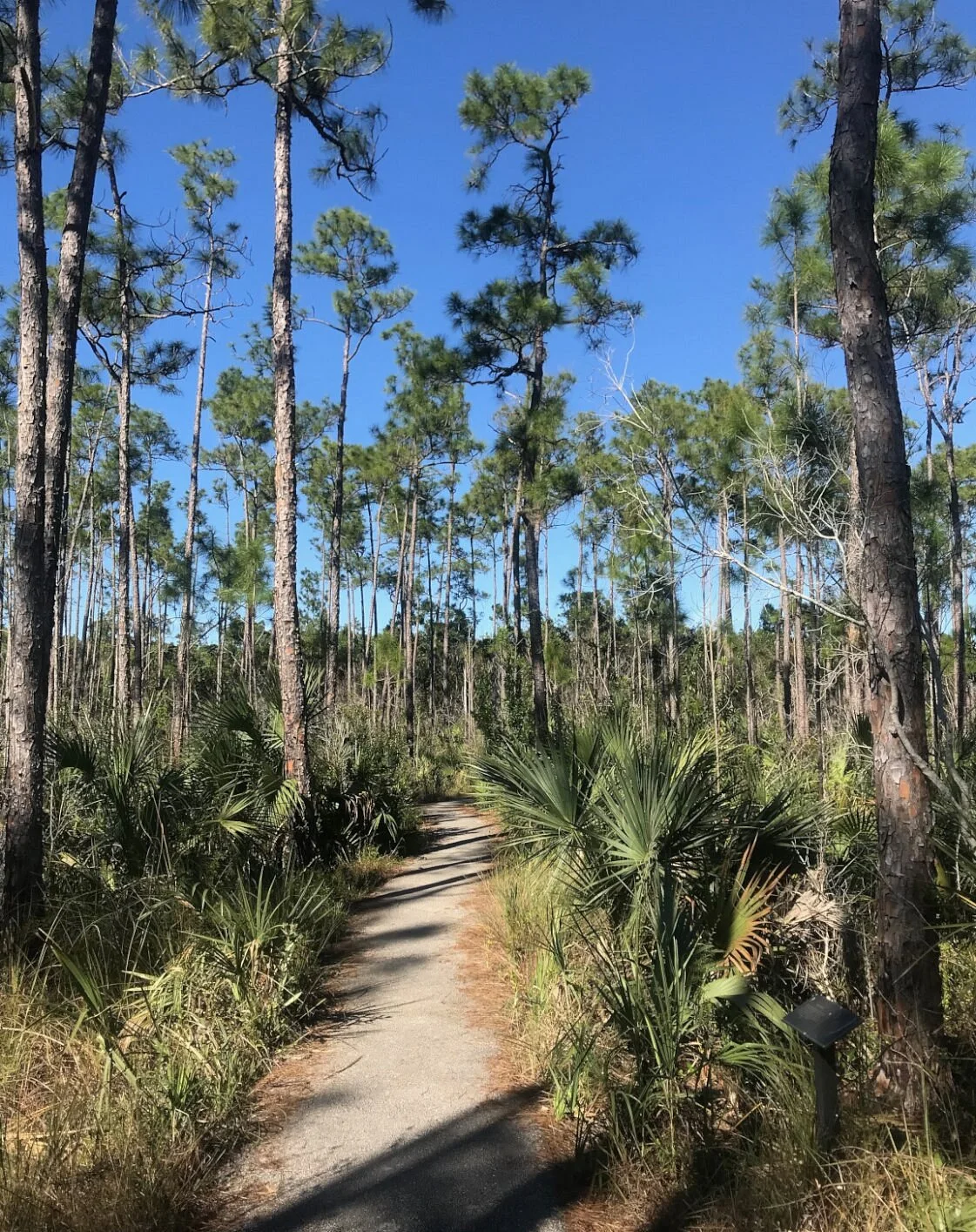 Pineland Trail