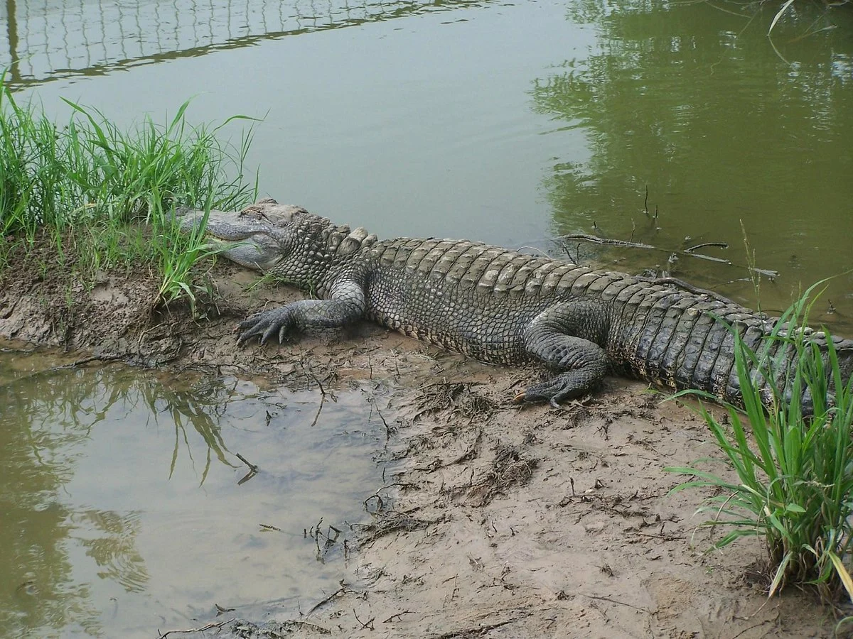 East Texas Gators and Wildlife Park