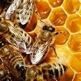 Hunters Honey Farm