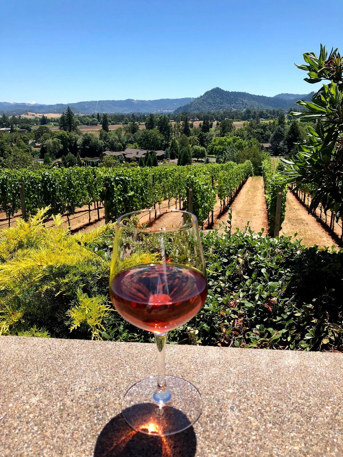 Cooper Ridge Vineyards