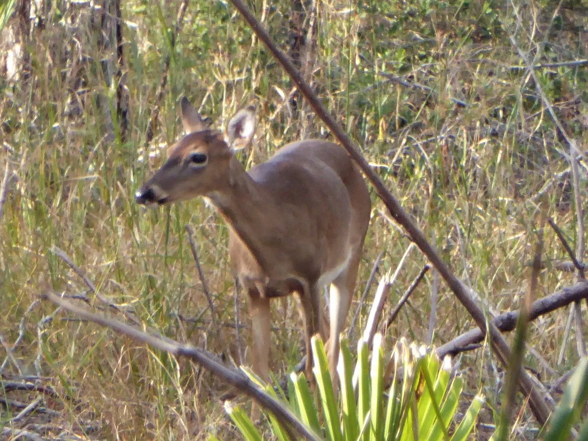 Yearling Trail
