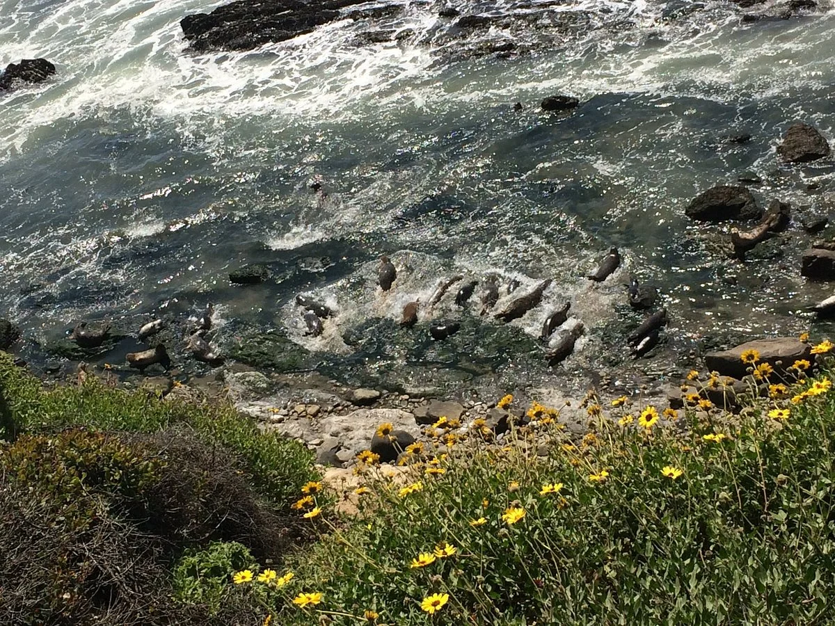 Carpinteria Bluffs Nature Preserve