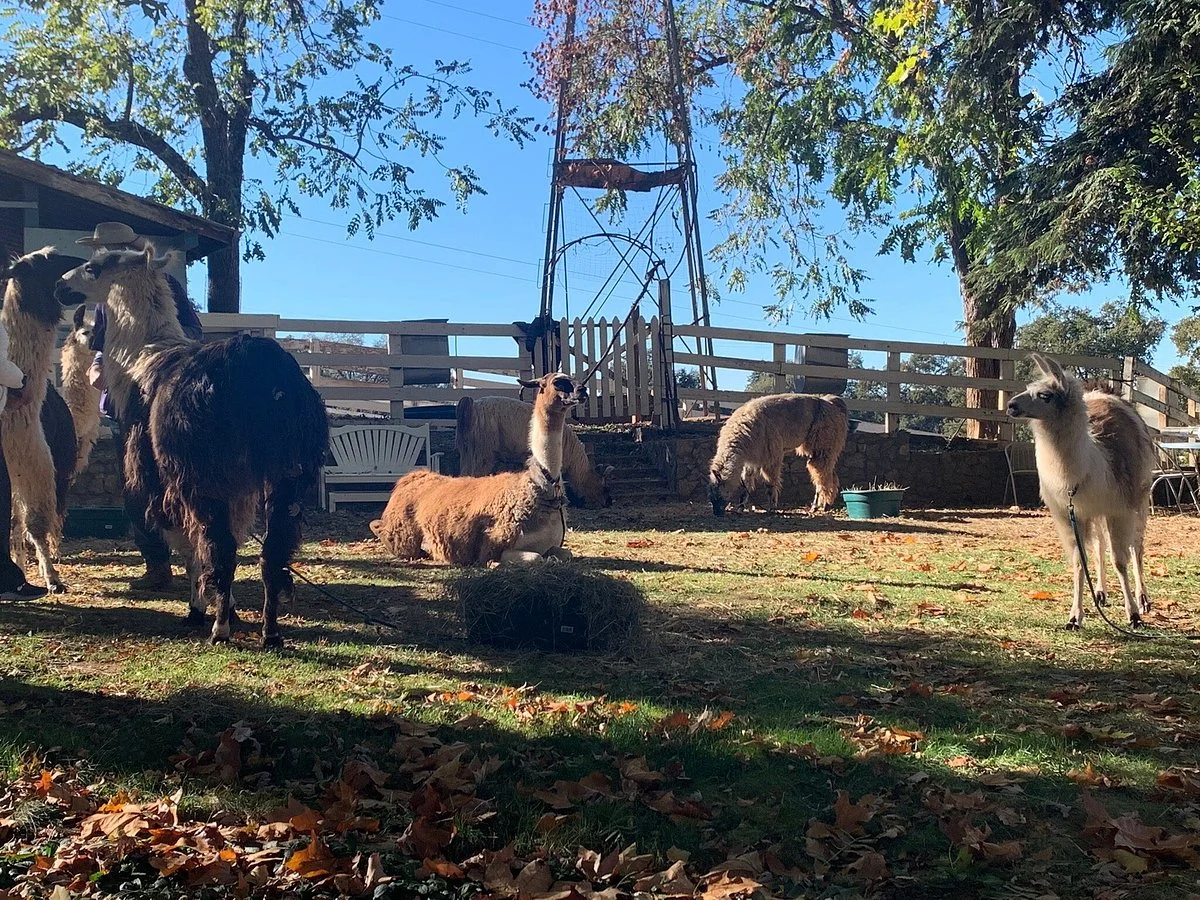 Llamas of Circle Home