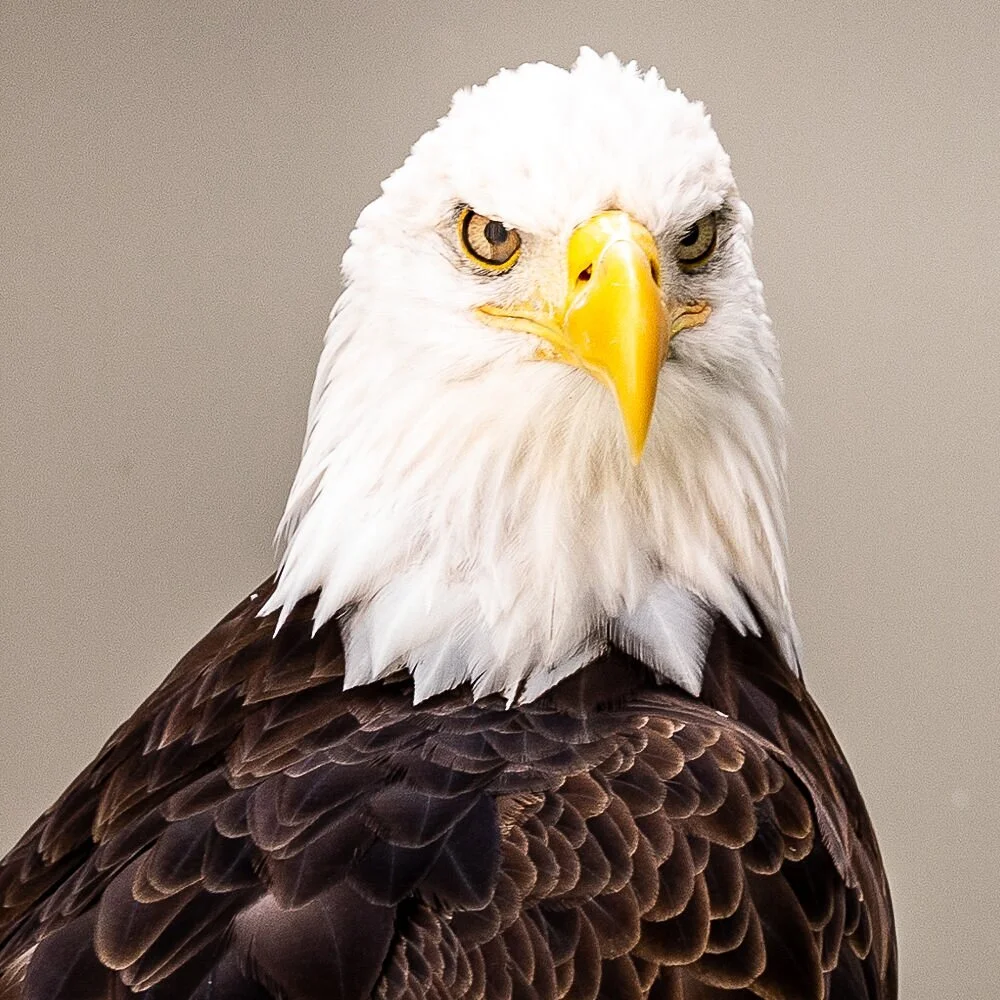 The Raptor Center