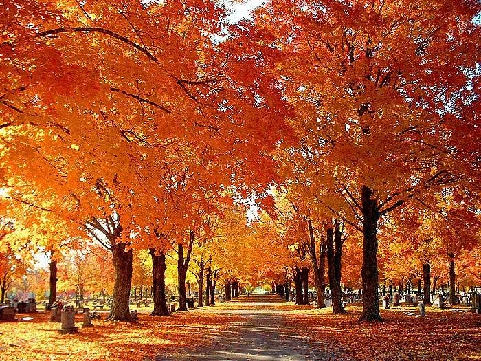 Maplewood Cemetery
