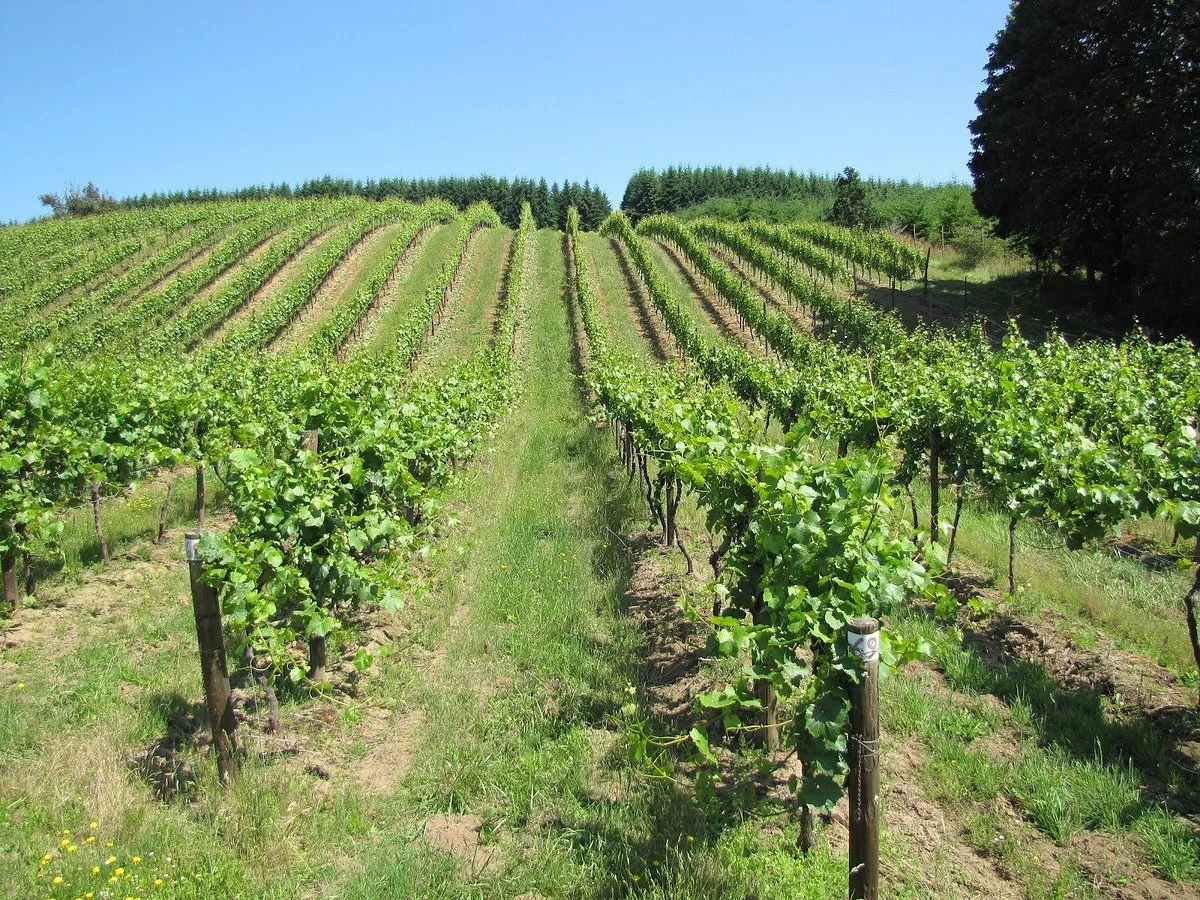 Pfeiffer Winery