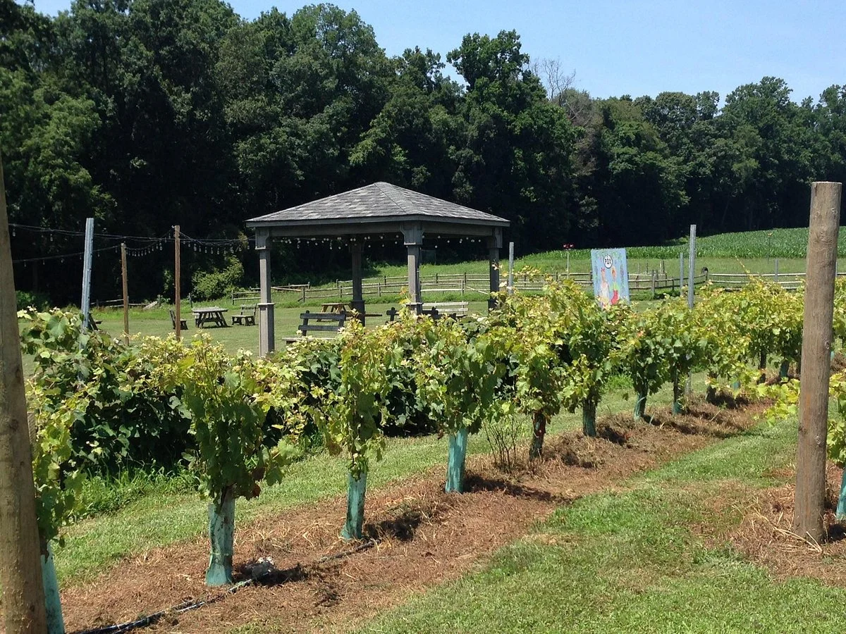 Paradocx Vineyard