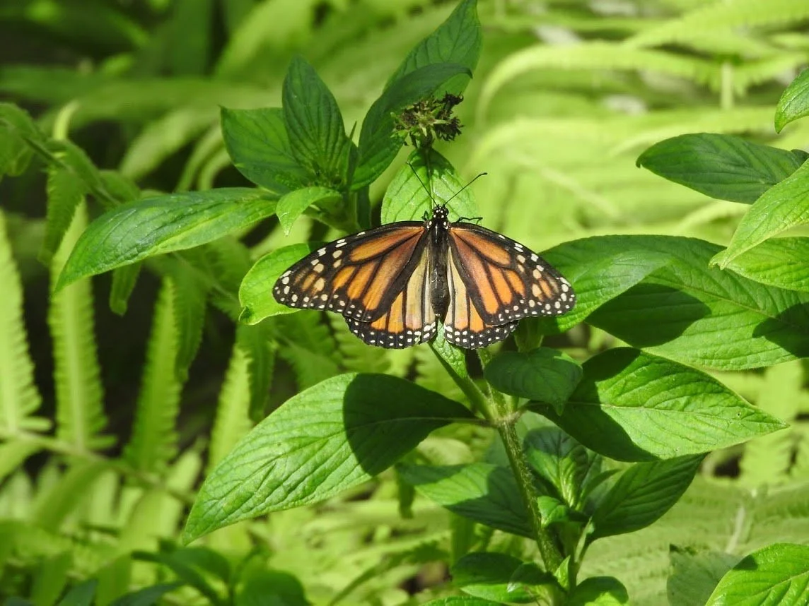 Florida Native Butterfly Society