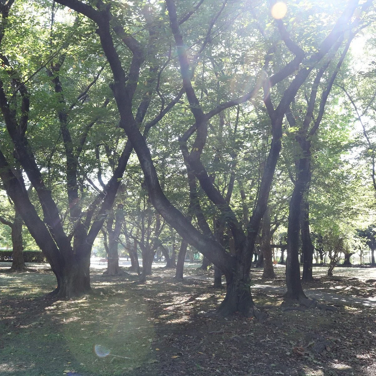 Mihama Park