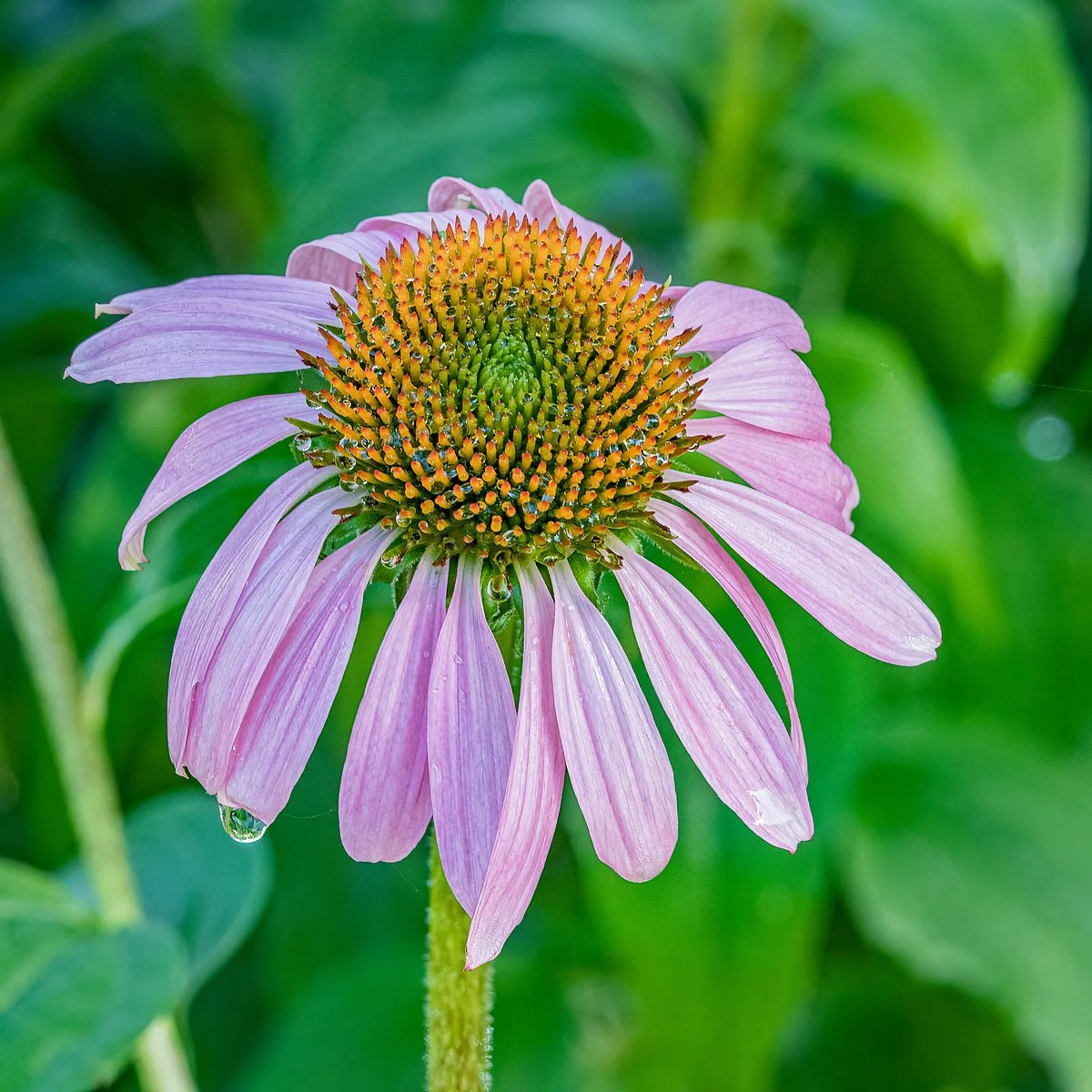 Brunswick County Botanical Gardens
