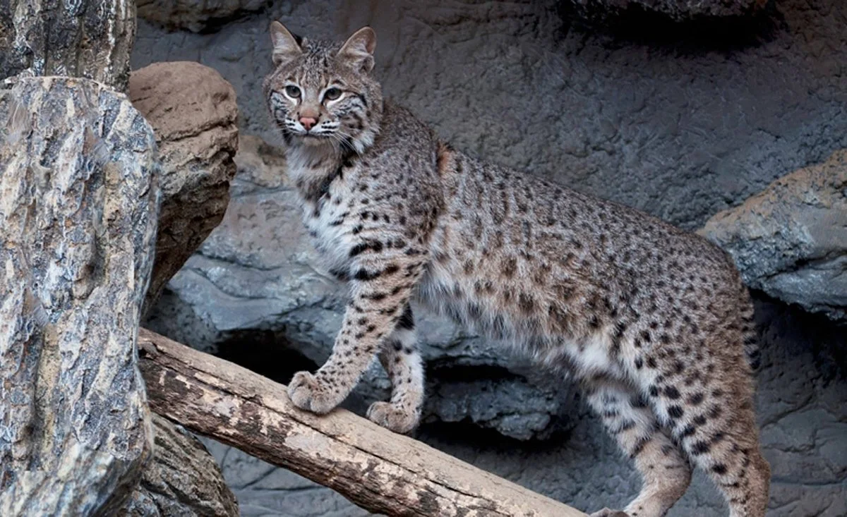Ober Gatlinburg's Wildlife Encounter