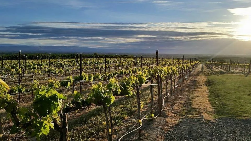 Naches Heights Vineyard