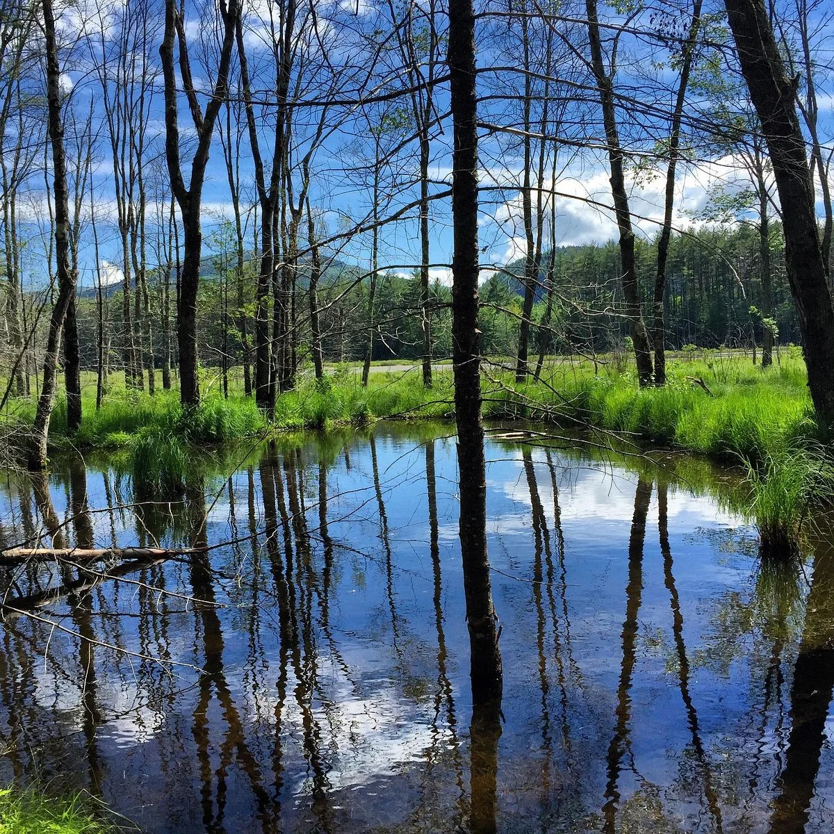Quincy Bog Natural Area