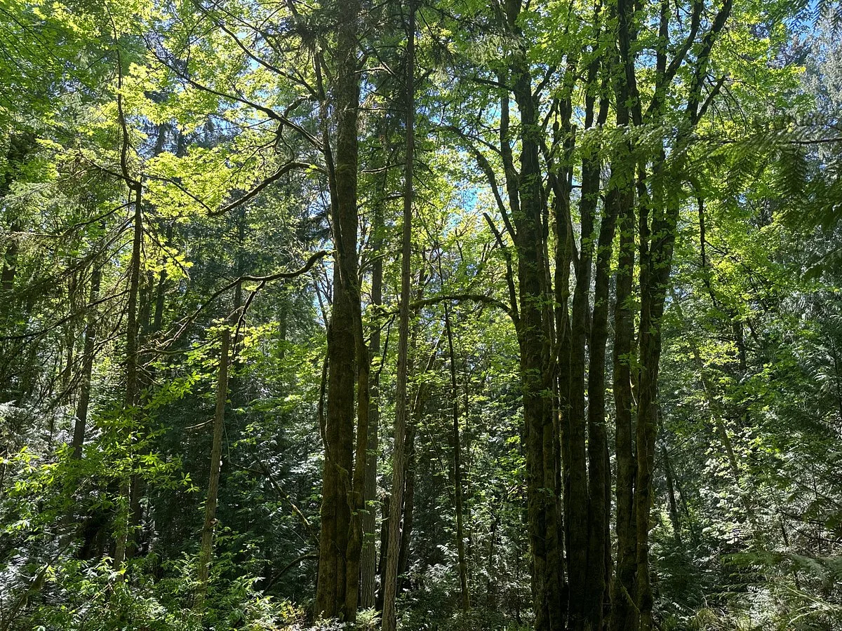 The Grand Forest