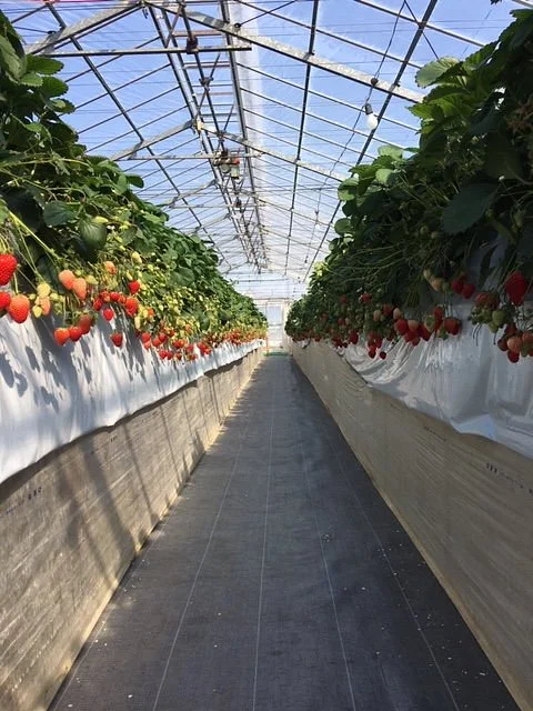 Takada Strawberry Farm