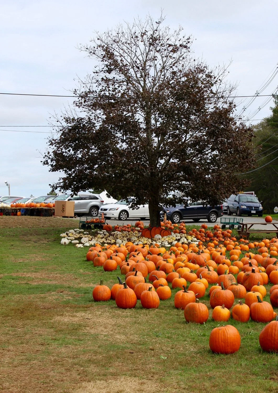 Marini Farm