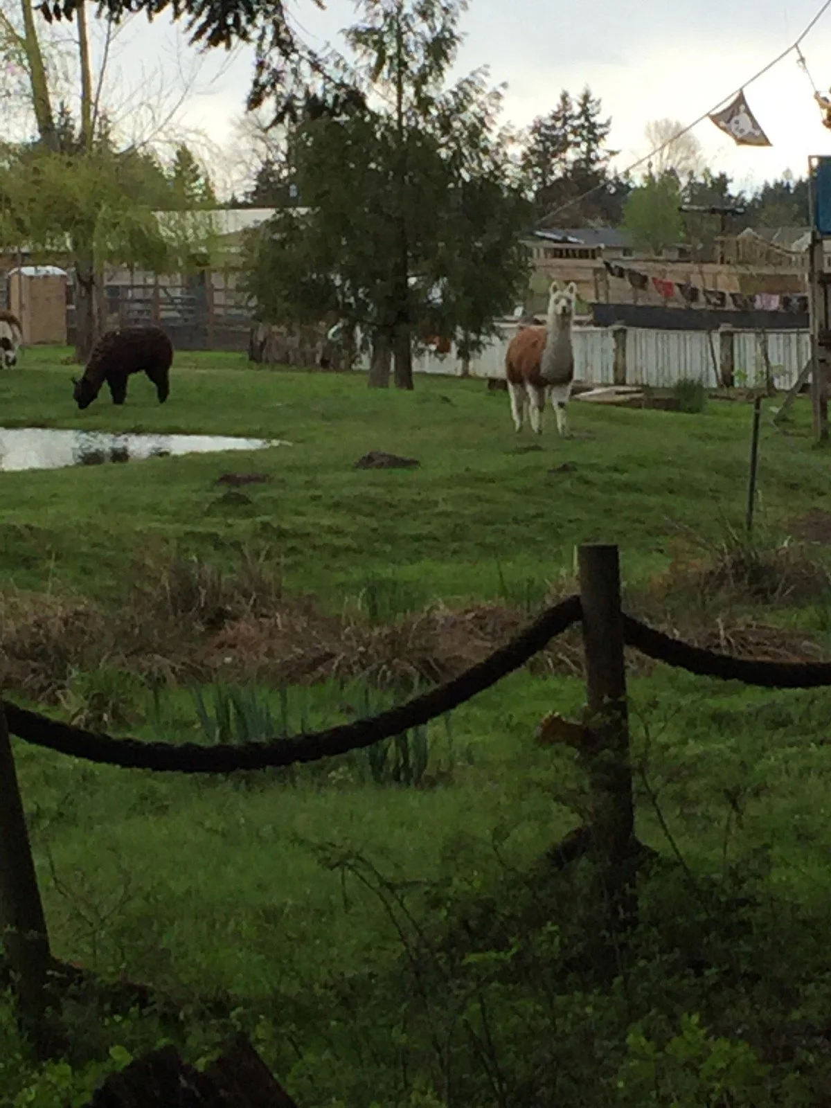 Old McDebbie's Farm