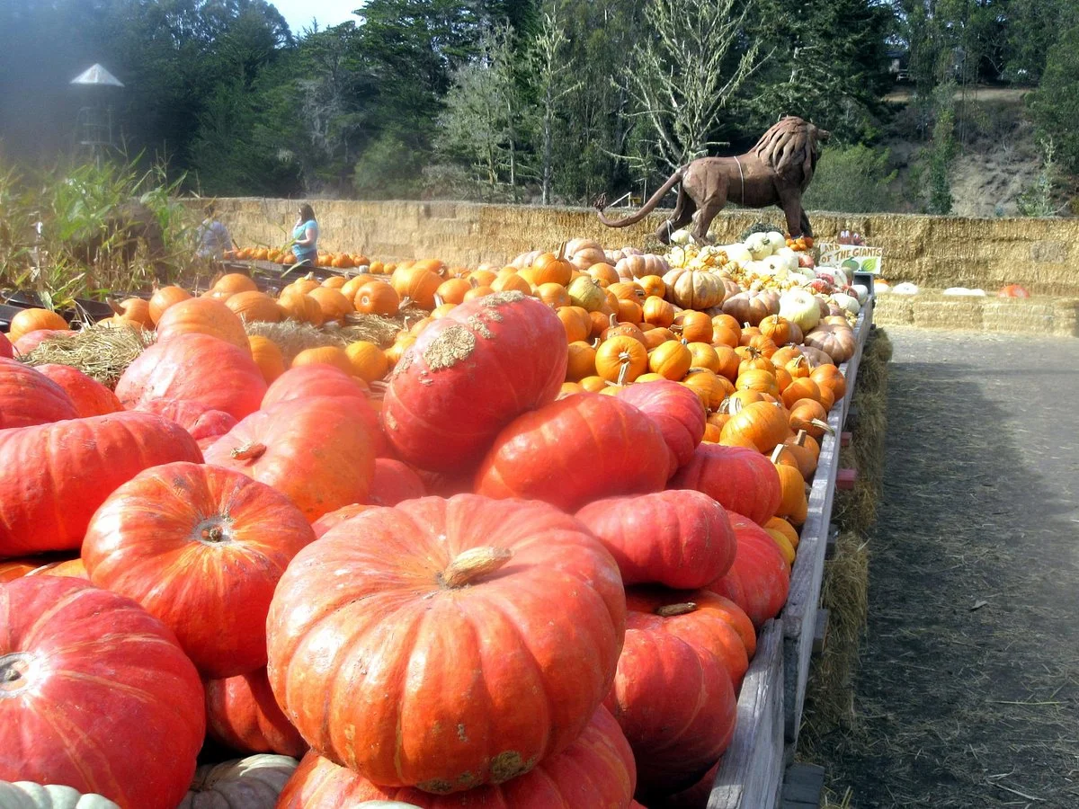 Arata Pumkin Farm