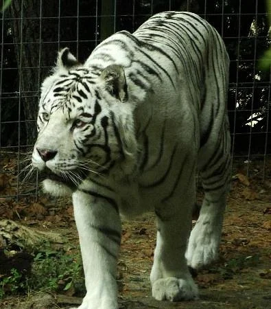 Cohanzick Zoo