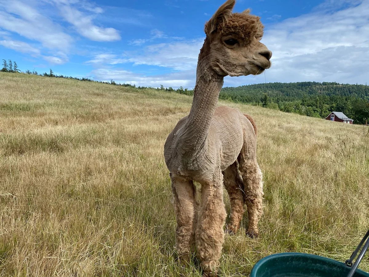 The Farm at Krystal Acres