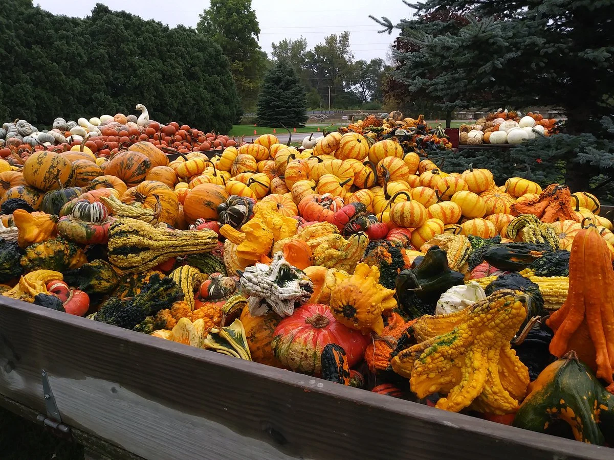 Johnson's Giant Pumpkins