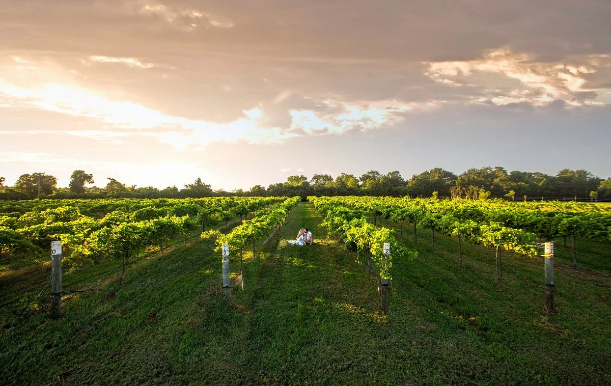 Bernhardt Winery