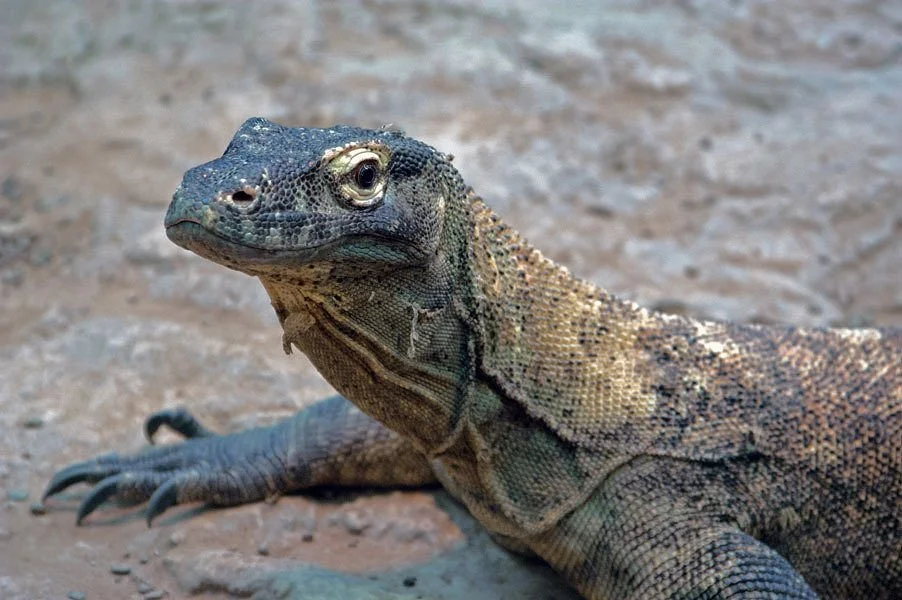 Clyde Peeling's Reptiland