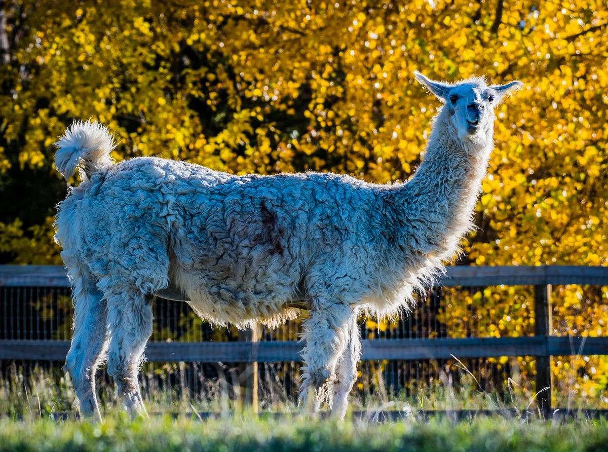 Luvin Arms Animal Sanctuary