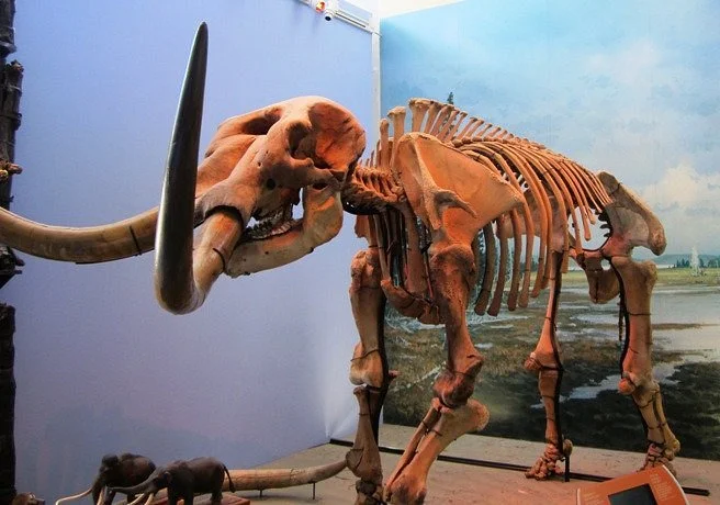 Museum of the Earth