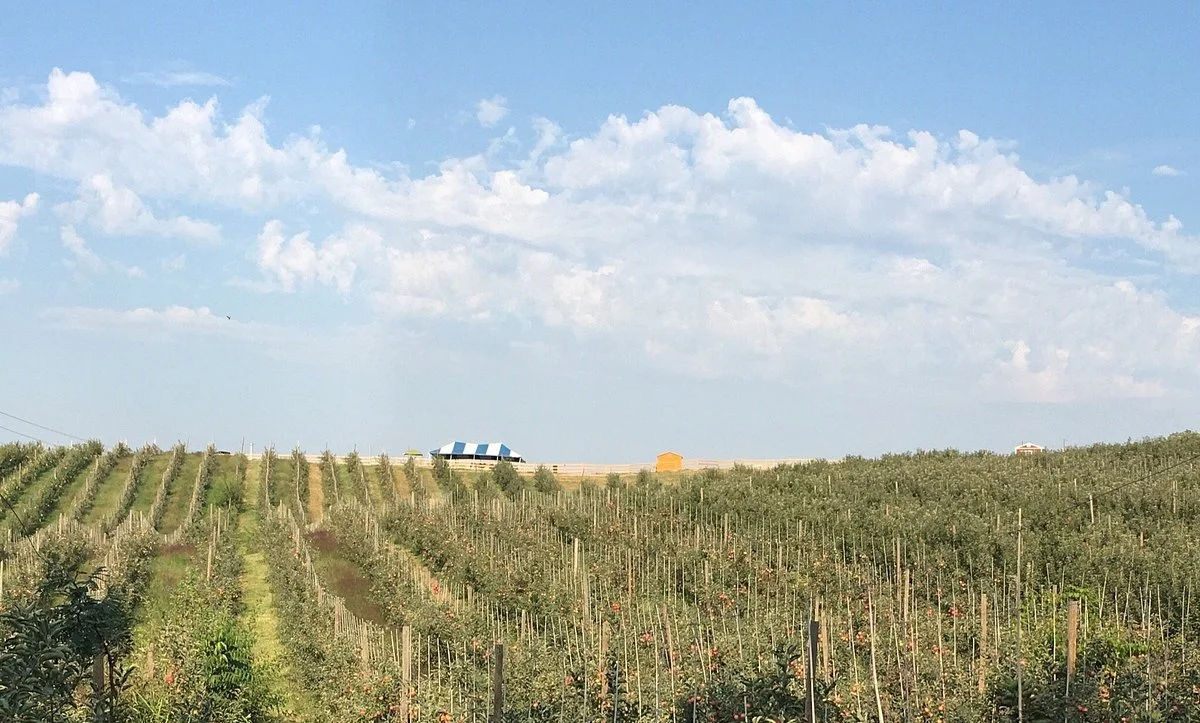Historic Weston Orchard & Vineyard