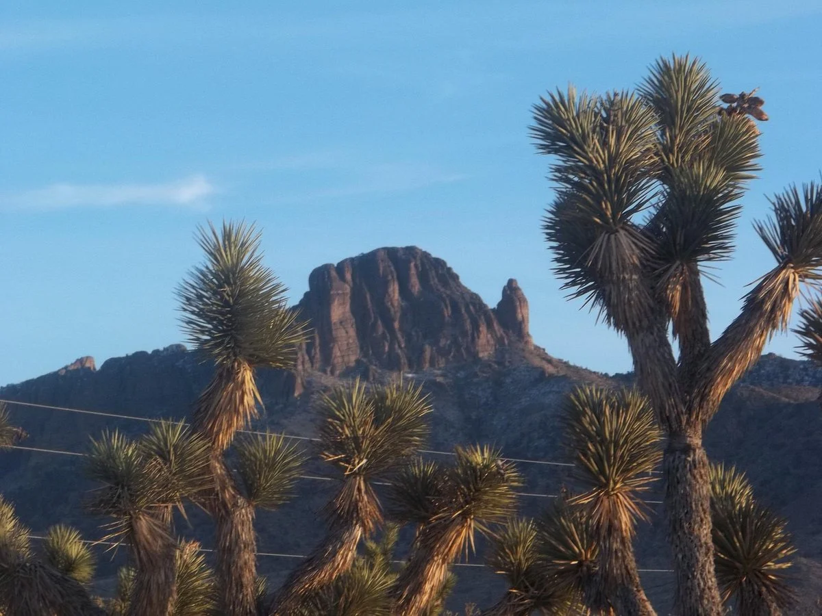 Joshua Tree Ostrich Ranch and Guest House