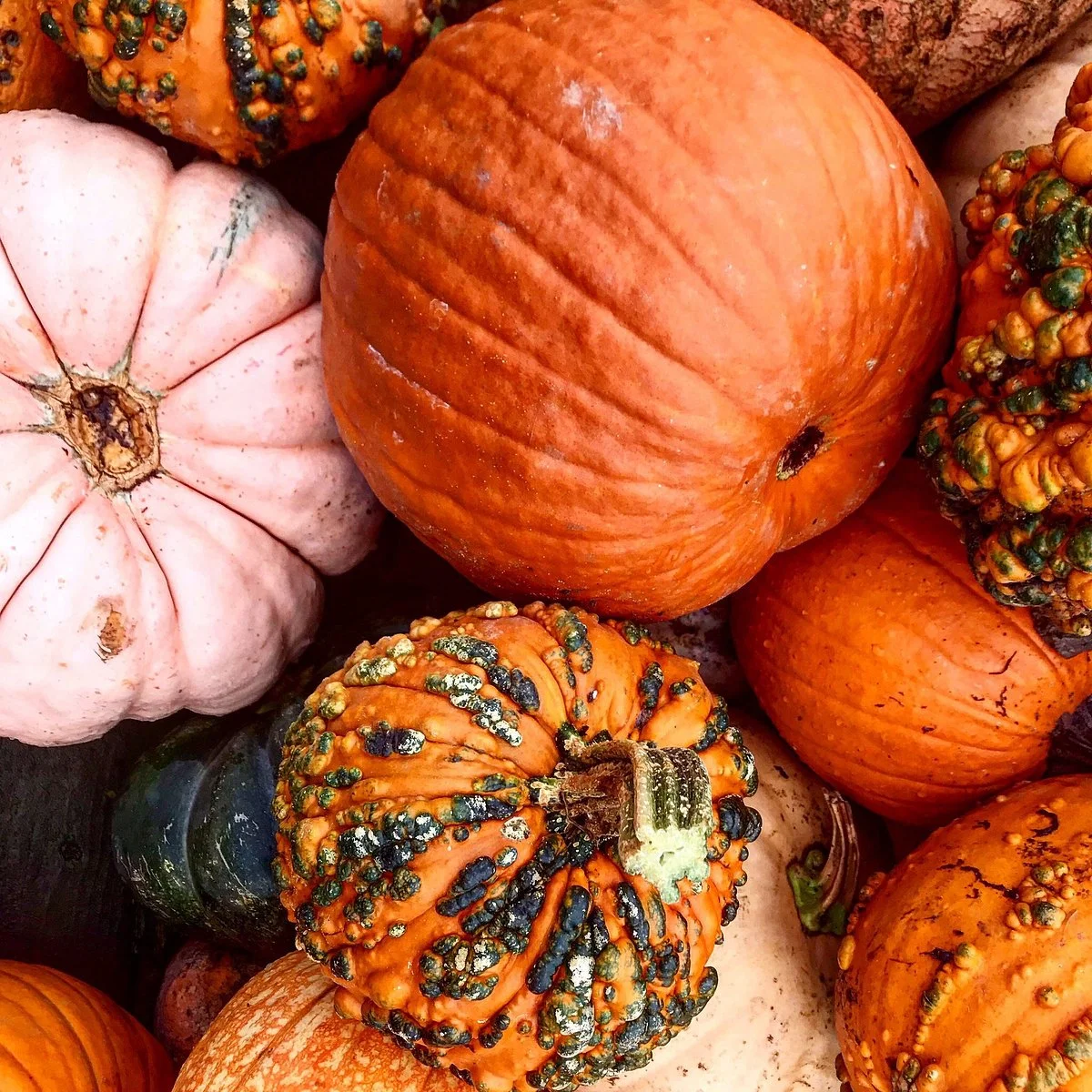 Hank's Pumpkintown‎