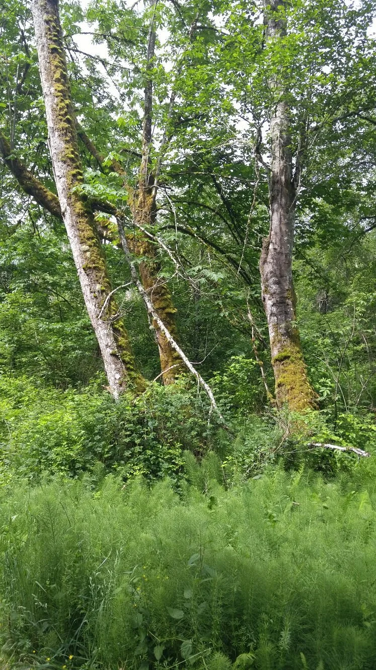 Soos Creek Trailhead