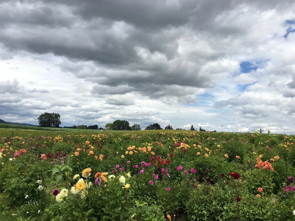 Sauvie Island Farms